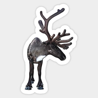 Santa Claus Reindeer Sticker